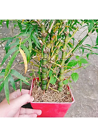 Cây Trúc Quan Âm - Trúc Phật Bà - Cây trúc đùi gà - cây tre đùi ếch