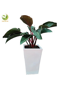 Trầu Bà Đế Vương - cây cảnh để trong nhà + tặng phân bón cho cây