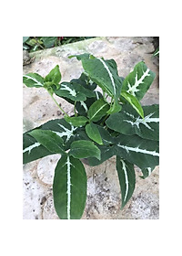 Trầu Bà Nhung - cây cảnh để bàn + Tặng phân bón cho cây mau lớn