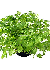 Hạt Giống Ngò Hạt Nhỏ Rado 31- Ngò Rí - Rau Mùi Ngò Ta- Dễ Trồng, Cây Sinh Trưởng và Kháng Bệnh Tốt -  Gói 20gr - RẠNG ĐÔNG, HẠT GIỐNG TỐT