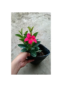 Cây huỳnh anh đỏ ( cây trang đài leo ) - cây cảnh sân vườn - tặng phân bón cho cây