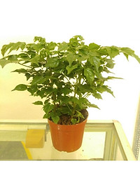 Cây Hạnh Phúc ( Mini ) - Cây cảnh mini để bàn