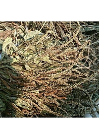 cây mã đề phơi khô túi 1kg