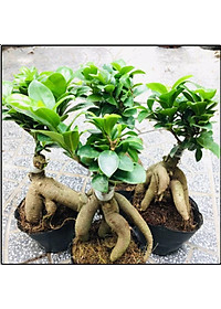Cây Bonsai Si Nhật - cây cảnh bonsai - cây cảnh để bàn