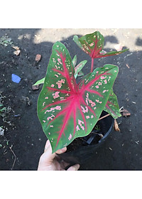 Cây môn đốm đỏ - Cây cảnh để bàn + tặng phân bón cho cây