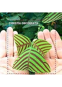 Cây Bướm Xuân - cây cảnh để bàn + tặng phân bón cho cây