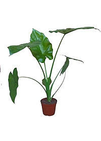product-img-4