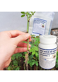 Bột Kích Ra Rễ Israel cho cây Thân Gỗ Hormoril 6, kích thích ra rễ nhanh, sử dụng giâm, chiết các loại cây thân cứng như cây hoa hồng, hoa giấy