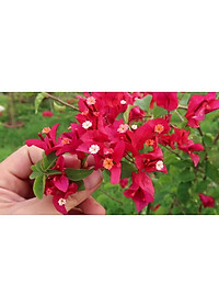 Cây Hoa Giấy Đỏ Lửa - cây cảnh để bàn + tặng phân bón cho cây