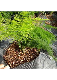 Cây Thủy Tùng - Cây cảnh để bàn + tặng phân bón cho cây