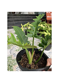 Cây trầu bà cung đàn - Cây cảnh để trong nhà + tặng phân bón cho cây