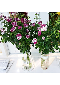 Bộ 5 hộp Chế phẩm xử lý hoa Longlife của Israel - Bảo quản hoa cắm bình tươi lâu và 14 ngày không thối nước