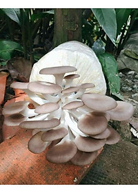 PHÔI NẤM SÒ TRẮNG