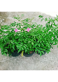 Cây hồng thiên hương (cây leo) - cây cảnh đẹp + tặng phân bón cho cây