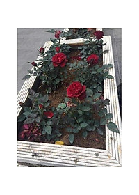 product-img-5