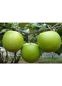 Cây Táo Thái Lan Siêu Trái - cây cảnh vườn