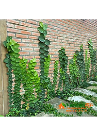 Cây tắc kè thái - cây cảnh vườn + tặng phân bón cho cây