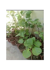 CÂY GIỐNG KIWI LEO GIÀN RUỘT VÀNG DÒNG QUẢ SỚM