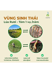 Gạo Ngỗng Sinh Thái ST25 - Gạo Sạch Ruộng Rươi Tôm Gói 700gr