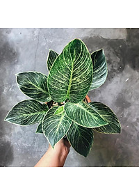 Cây Đế Vương Kim Cương - Cây cảnh để bàn + Tặng phân bón cho cây