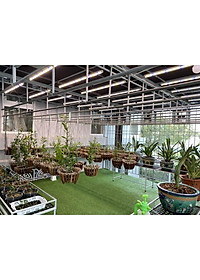 Đèn Trồng Cây và Quang Hợp Cho Lan, Chính Hãng Rạng Đông, Phổ Chuyên Dụng WBU, Công Suất 16W/25W/50W - Hàng chính hãng