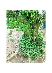 product-img-0