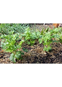 Hạt giống Cần Tây THERA - GÓI 5gram - RẠNG ĐÔNG - độ đồng đều cao , thân lá màu xanh mướt ,lá to có khía sâu ,mùi rất thơm