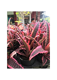 Cây Dứa Hồng Phụng - cây cảnh để trong nhà - tặng phân bón cho cây mau lớn