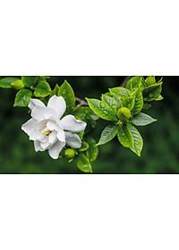 Cây Lài Tiểu Thư hoa thơm + tặng phân bón cho cây