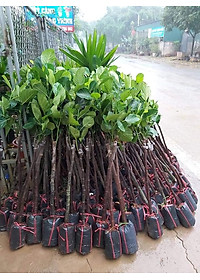 product-img-3
