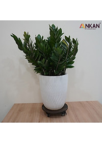 Đế Lót Chậu Cây Có Bánh Xe ANKAN - Hình Tròn D30cm, Gỗ Tràm Bông Cao Cấp, Chịu Tải 120kg (Màu Xám Đen)