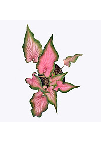 product-img-3