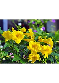 Cây Hoàng Yến - Cây cảnh vườn