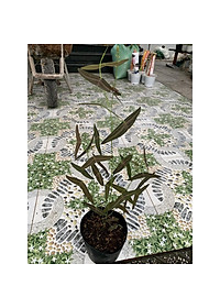 Cây Cánh Bướm - Cây cảnh để bàn + tặng phân bón cho cây