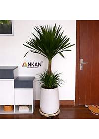 Đế Lót Chậu Cây ANKAN Có Bánh Xe - Gỗ Tràm Mặt Tròn 30cm, Tải Trọng 60kg - Màu Vàng