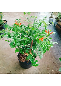 Cây rạng đông ( chùm ớt ) - cây cảnh đẹp + tặng phân bón cho cây