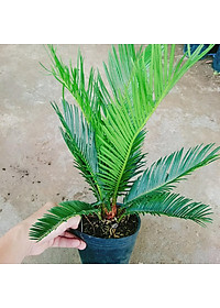 Cây Thiên Tuế - cây cảnh để bàn + tặng phân bón cho cây mau lớn