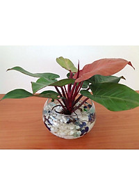 Trầu bà đế vương (đỏ) - cây cảnh để trong nhà + Tặng phân bón cho cây mau lớn