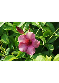 Cây huỳnh anh tím giống mới + Tặng phân bón cho cây mau lớn