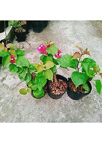 Cây hoa giấy đổi màu Ấn Độ - cây cảnh để bàn + tặng phân bón cho cây