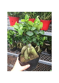 Cây Bonsai Si Nhật - cây cảnh bonsai - cây cảnh để bàn