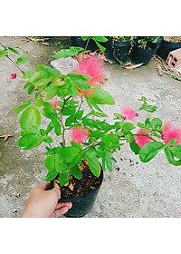 Cây Điệp Lào - cây cảnh đẹp + tặng phân bón cho cây