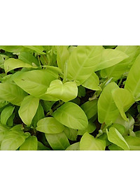 Cây trầu bà vàng - cây cảnh để trong nhà + tặng phân bón cho cây