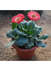 Cây Hoa Đồng Tiền - Cây Cúc Đồng Tiền - cây cảnh vườn + Tặng phân bón cho cây