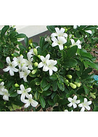 Cây Nguyệt Quế hoa thơm - cây cảnh vườn + Tặng phân bón cho cây