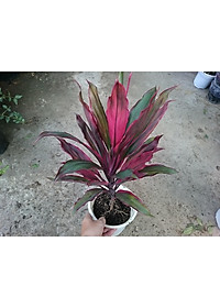 Cây phát tài đỏ - cây cảnh để trong nhà + tặng phân bón cho cây