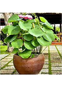 product-img-10