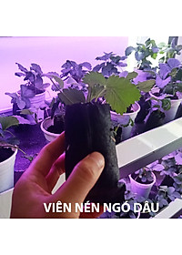 Viên Nén Xơ Dừa Trồng Ngó Dâu Thông Minh SGS (set 100 viên) đã bao gồm phân bón hữu cơ cho cây phát triển tốt trong 30 ngày