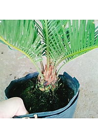 Cây Thiên Tuế - cây cảnh để bàn + tặng phân bón cho cây mau lớn