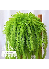 Cụm Rủ Đuôi Chồn Trang Trí dài 45cm 5 nhánh